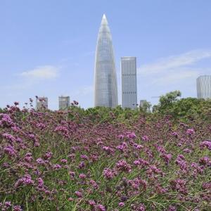 寅韵之中 头像