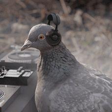 摸鱼怪小号 头像