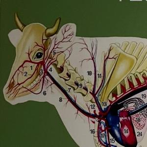 畜牧养殖技术服务 头像