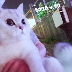 悟空问答 猫指甲到底剪不剪 105个回答