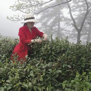 梦灵土种舒城小兰花茶头像