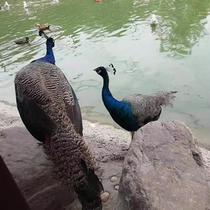 养殖轻松学 头像