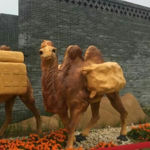 沙洲骆驼