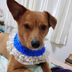 樘樘不是狗 头像