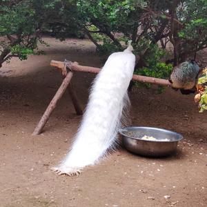 今天的砖很烫 头像