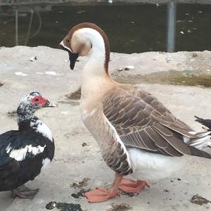 月亮与六个便士 头像