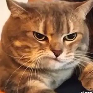 李可乐要多吃肉 头像