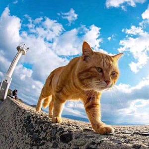 WallStreetCat 头像