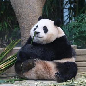 嫦娥烤玉兔 头像