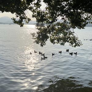 有头脑的评论员 头像