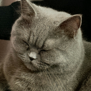 懒猫 头像