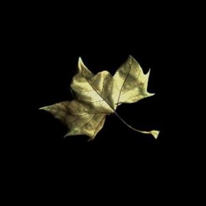 DreamWake