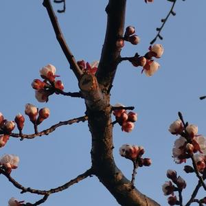 枣园里轻摇红枣落 头像