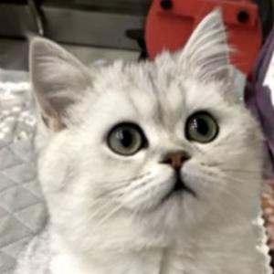 考研加油战 头像