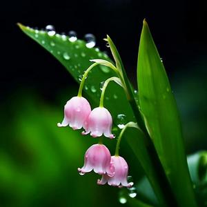 天籁云中歌！ 头像