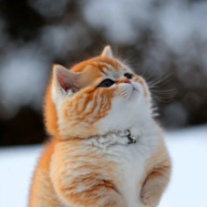 果冻是只喵A 头像