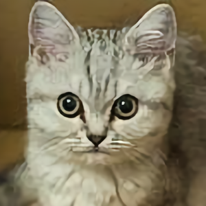小猫胡子103240101