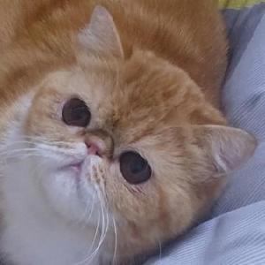 牛奶是只加菲猫