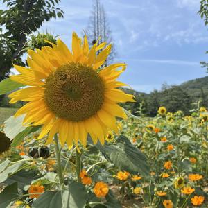 今日天气晴oo 头像