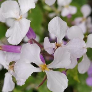 慢病管理日志 头像