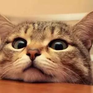 猫寻虎迹