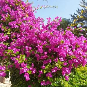 国光小苹果 头像