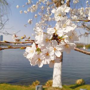 璀璨如星漫记 头像