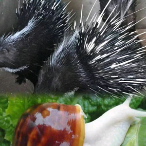 合肥市长丰县豪猪养殖 头像