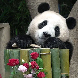 知识信息整合猫 头像
