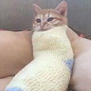 一只猫猫虫呀 头像