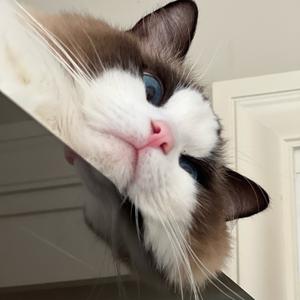 不许吃掉雪糕 头像