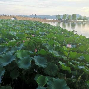 一同欢唱流浪中国头像