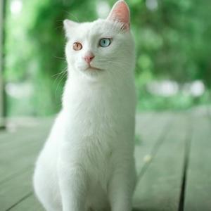 白猫财眼