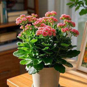 小陌爱养花 头像