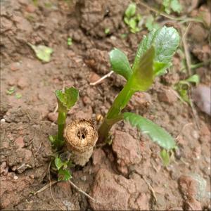 营业执照注销小马哥 头像