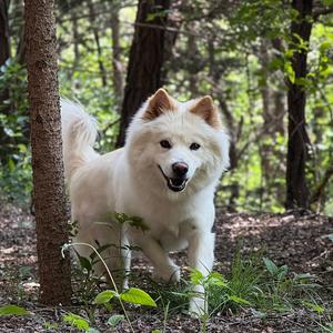 温哥华第一深情 头像