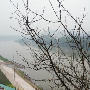 星月军解 头像