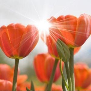 风恰好天悠蓝 头像