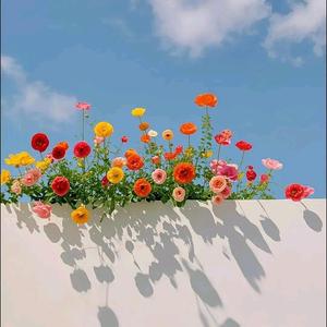 无边丝雨细如绸w1 头像