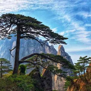 小虎带你看世界 头像