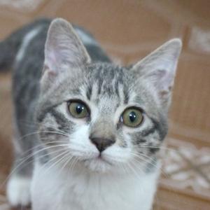 发财是只猫 头像