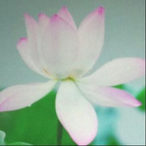 骰子9608 头像