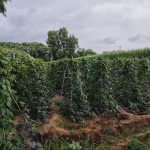 黄土高坡上女孩 头像