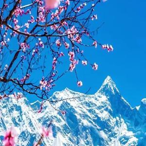 舒心安静 头像