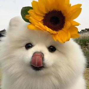 笨笨看世界 头像