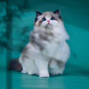 财神助理的布偶猫 头像