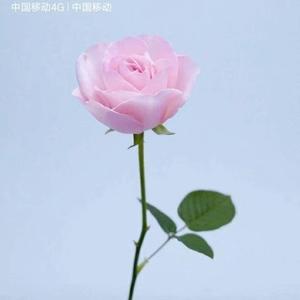 感谢上帝 头像