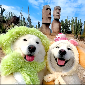 番茄3136231418653607 头像