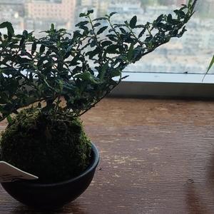 楼高水冷瓜甜 头像