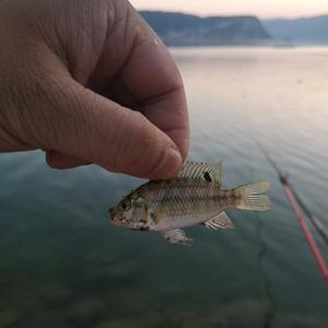 爱钓鱼的小帅S 头像